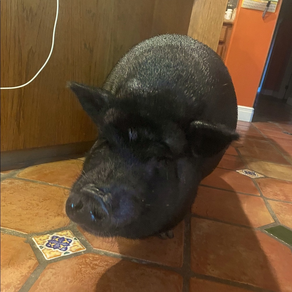 Meet your Posher, Marilyn